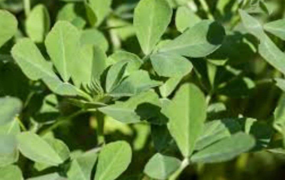 تصویر 3 از برگ شنبلیله اعلا + خرید