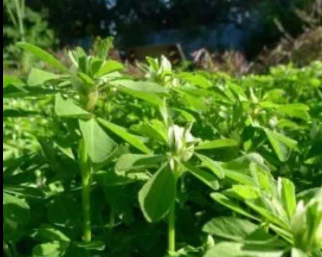 تصویر 4 از برگ شنبلیله اعلا + خرید
