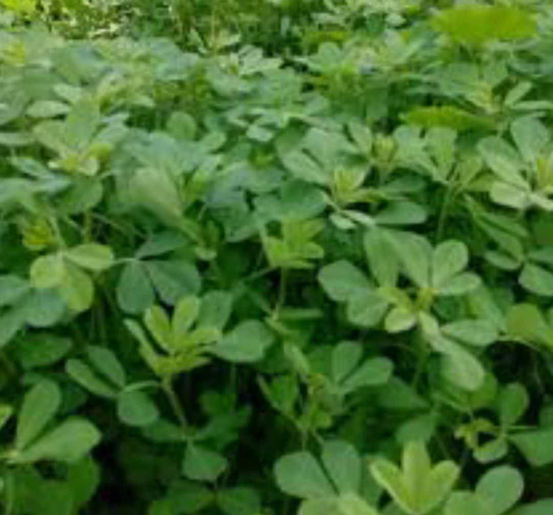 تصویر 1 از برگ شنبلیله اعلا + خرید