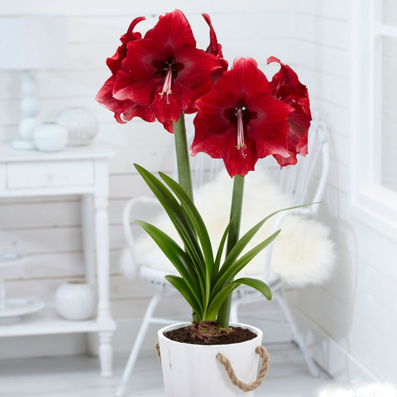 تصویر 1 از قیمت خرید گل آماریلیس + فروش ویژه