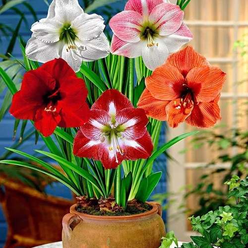 تصویر 2 از قیمت خرید گل آماریلیس + فروش ویژه