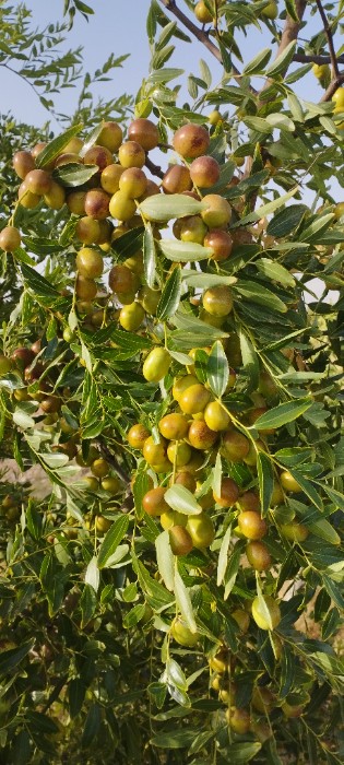 تصویر 5 از خرید عمده عناب تازه بیرجند + برداشت روز با قیمت رقابتی