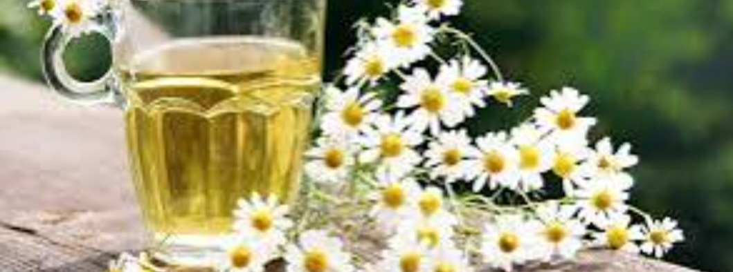 تصویر 3 از گیاهان دارویی زاگرس