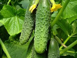 تصویر 2 از خیار گلخانه ای مشهد با طعمی فوق العاده