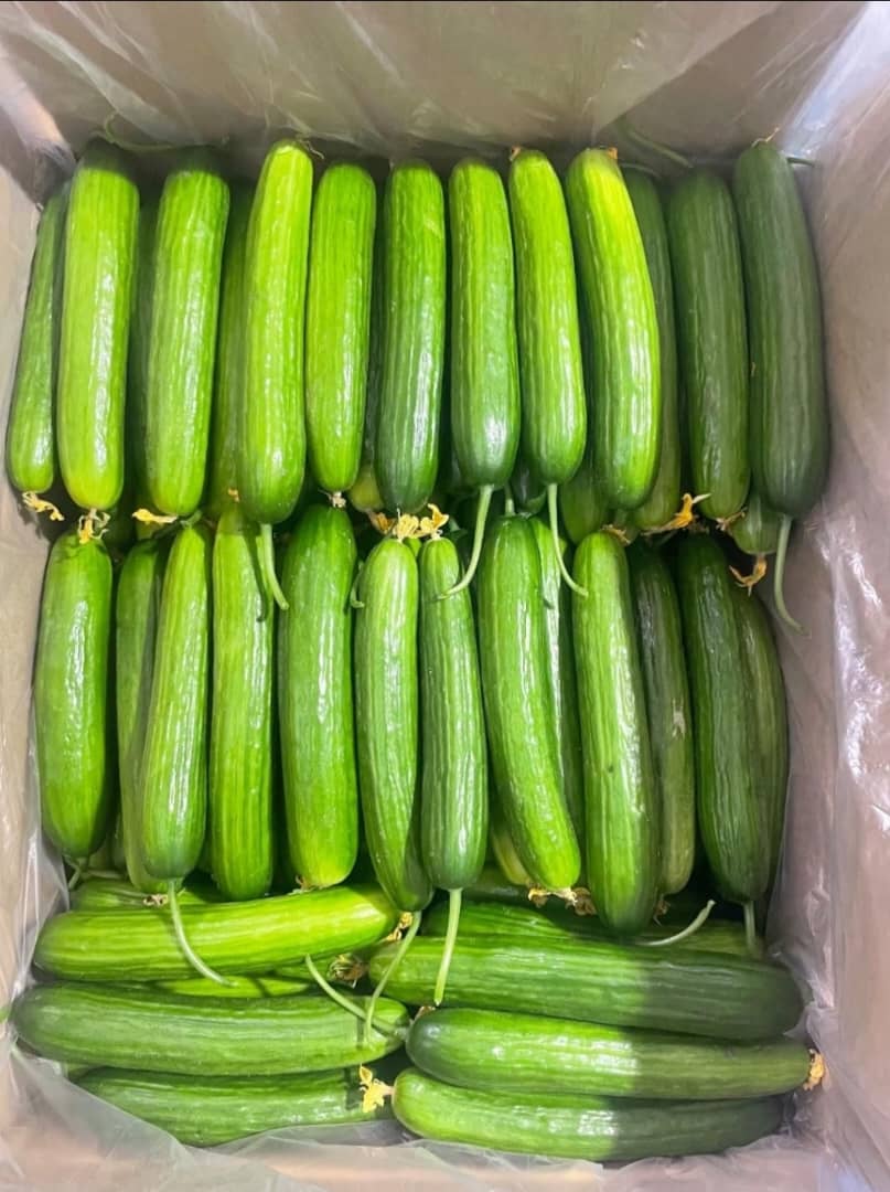 تصویر 1 از خیار گلخانه ای مشهد با طعمی فوق العاده