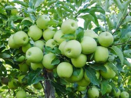 تصویر 2 از خرید مستقیم سیب سبز برای صادرات + فروش عمده