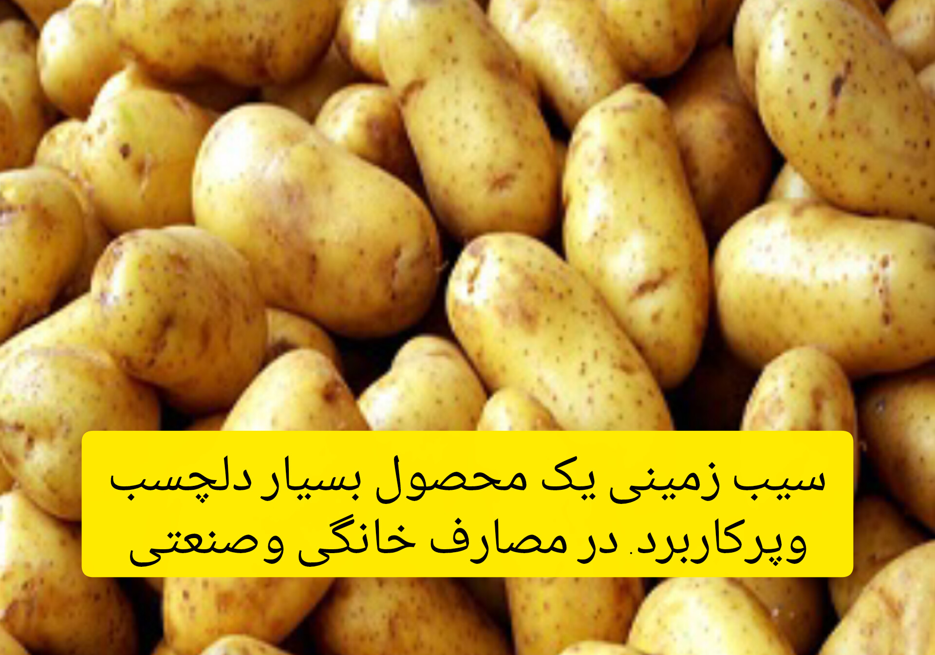 سیب زمینی مخصوص سرخ کردن همدان