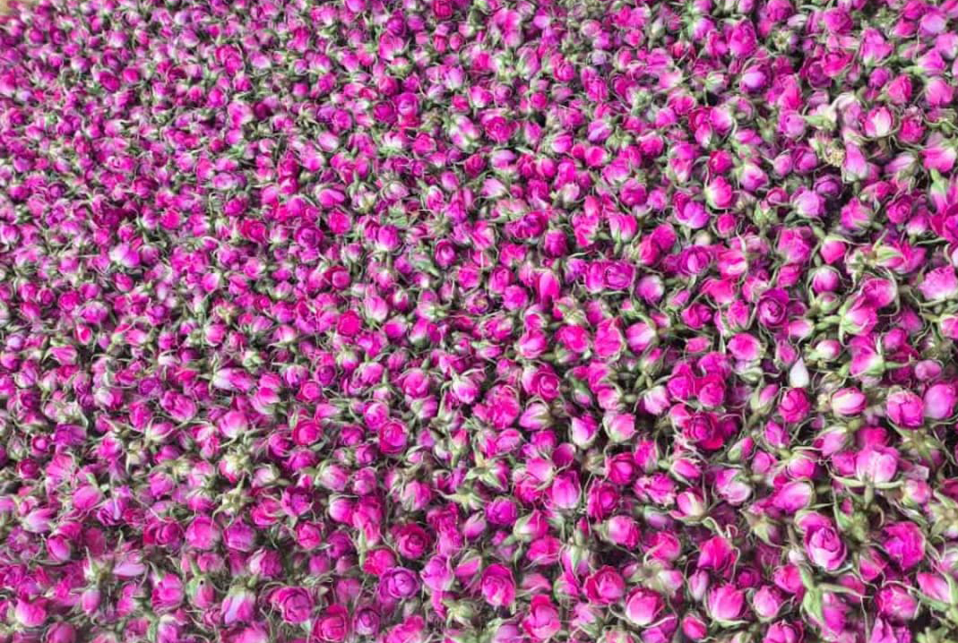 تصویر 1 از فروش عمده غنچه گل محمدی لاله زار کرمان