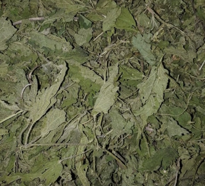 تصویر 1 از گیاه گزنه مرغوب