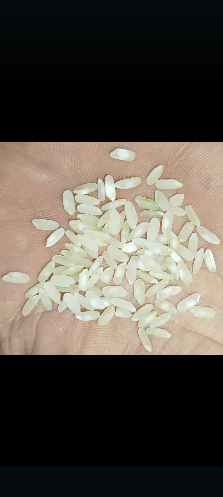 تصویر 1 از قيمت خرید برنج کامفیروزی + عمده