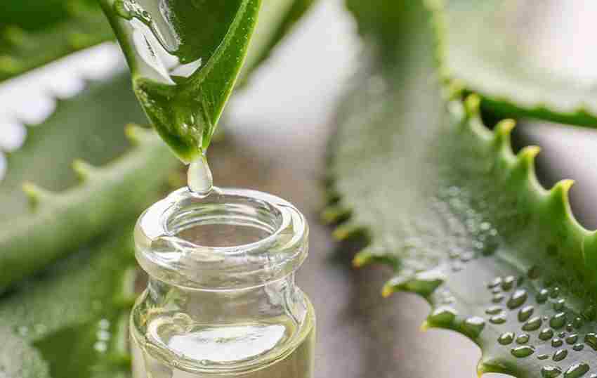 تصویر 2 از ژل آلوئه ورا مرغوب + قیمت خرید باور نکردنی