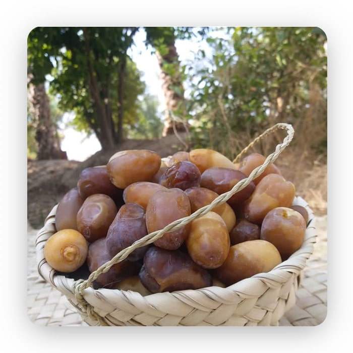 تصویر 1 از قیمت خرید رطب کبکاب عسلی از دل نخلستان های گرم بوشهر تا سفره شما