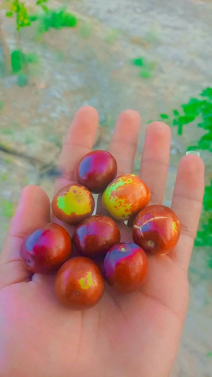 تصویر 1 از خرید عناب تازه 1404 + فروش عمده