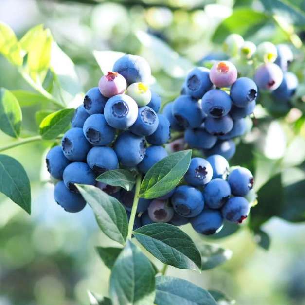 تصویر 4 از فروش نهال بلوبری لگاسی (لگیسی) دو ساله + بستر کشت تخصصی