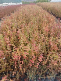تصویر 2 از فروش نهال بلوبری لگاسی (لگیسی) دو ساله + بستر کشت تخصصی