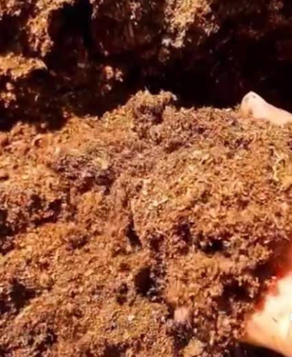 تصویر 1 از فروش نهال بلوبری لگاسی (لگیسی) دو ساله + بستر کشت تخصصی