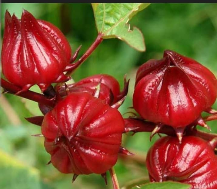 تصویر 2 از چای ترش اعلا + فروش