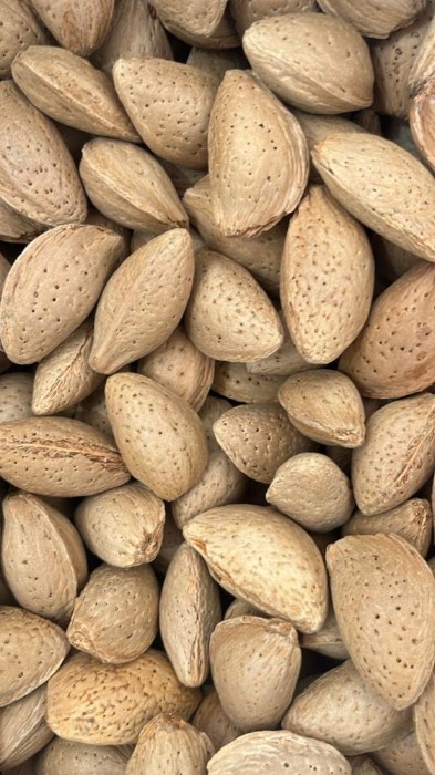 تصویر 4 از خرید مستقیم بادام درختی شهرکرد + فروش عمده