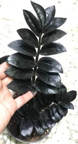 تصویر 1 از خرید و قیمت گل آپارتمانی زاموفیلیا بلک