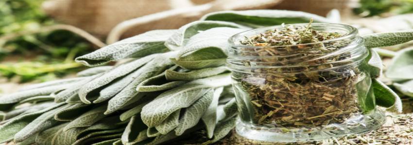 تصویر 1 از قیمت گیاهان دارویی عجیب + خرید باور نکردنی