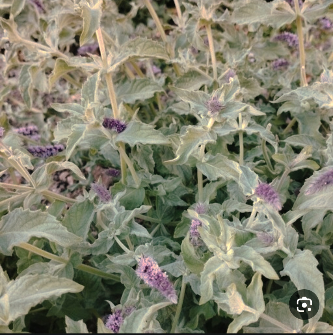 تصویر 5 از فروش عرق پونه