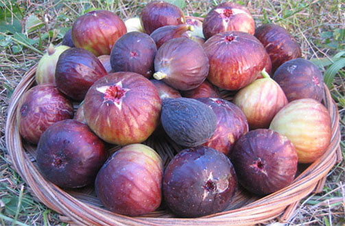 انجیر بنفش کوهی