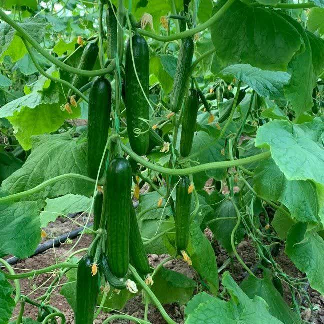 تصویر 2 از فروش انواع بذر خیار گلخانه ای کشت پاییزه + با بهترین قیمت