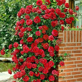 تصویر 2 از قیمت خرید رز امپریال عطری رونده + فروش بینظیر