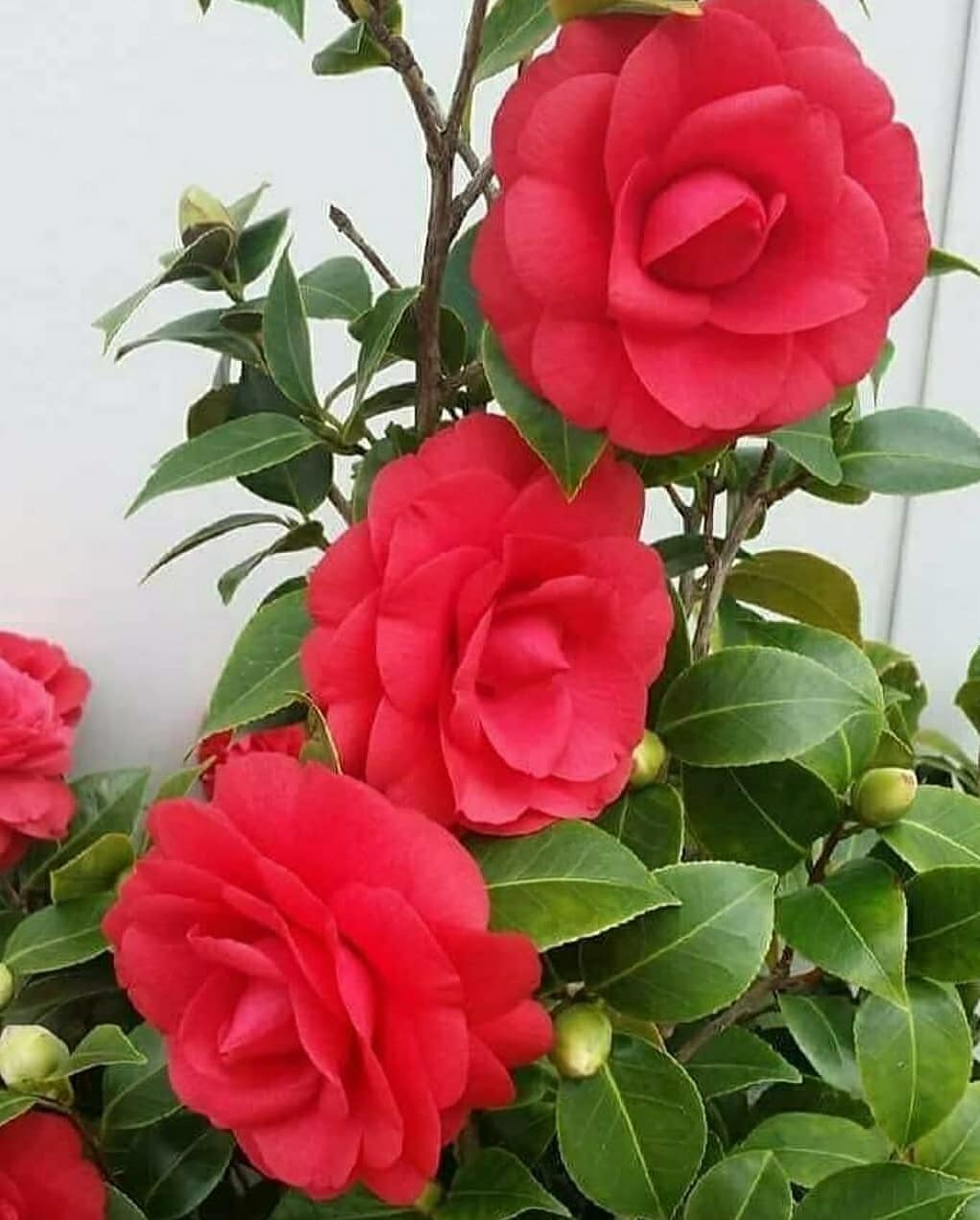 تصویر 3 از قیمت خرید رز امپریال عطری رونده + فروش بینظیر