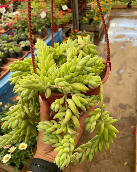 خرید گیاه تزیینی