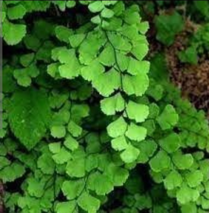 تصویر 4 از خرید پرسیاوشان اعلاء صادراتی