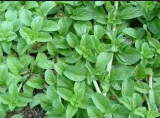 تصویر 5 از گیاه پنیرک دارویی اعلاء + فروش ویژه