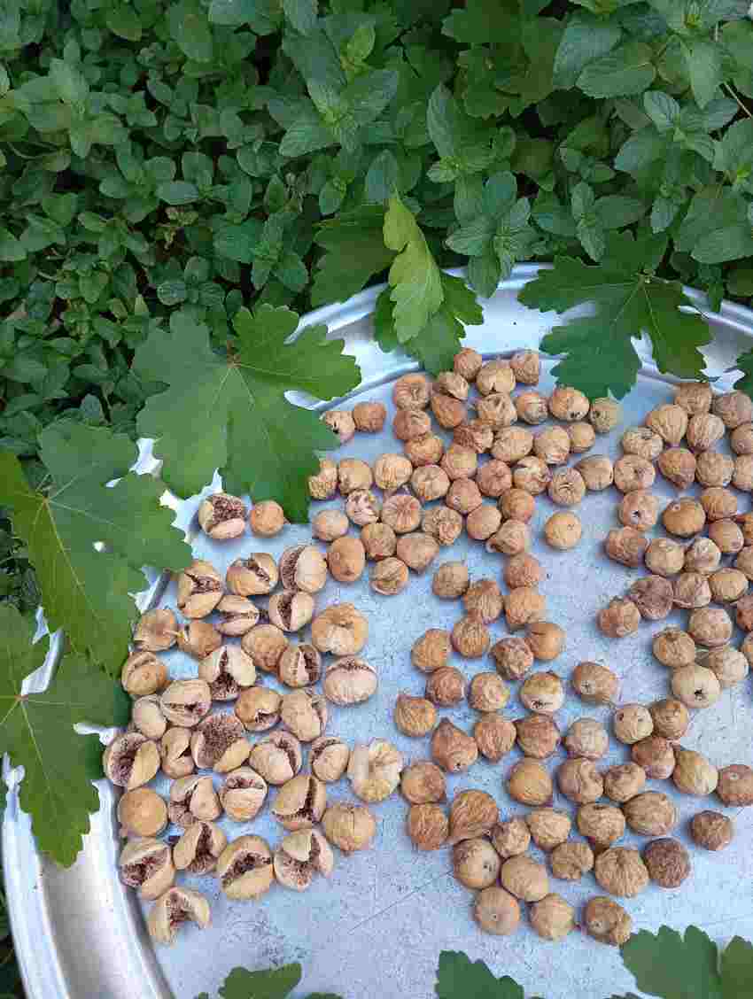 تصویر 4 از خرید انجیر خشک شیراز + قیمت فروش استثنایی