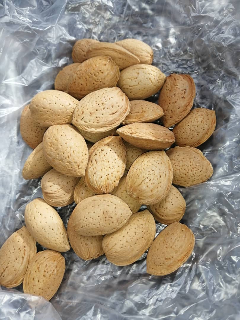 تصویر 1 از قیمت بادام سنگی با کیفیت × خرید عمده
