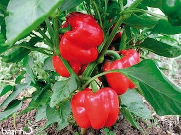تامین عمده فلفل دلمه رنگی اصفهان