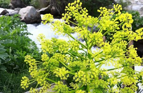 تصویر 4 از خرید آنغوزه شیزین اعلا + قیمت استثنایی