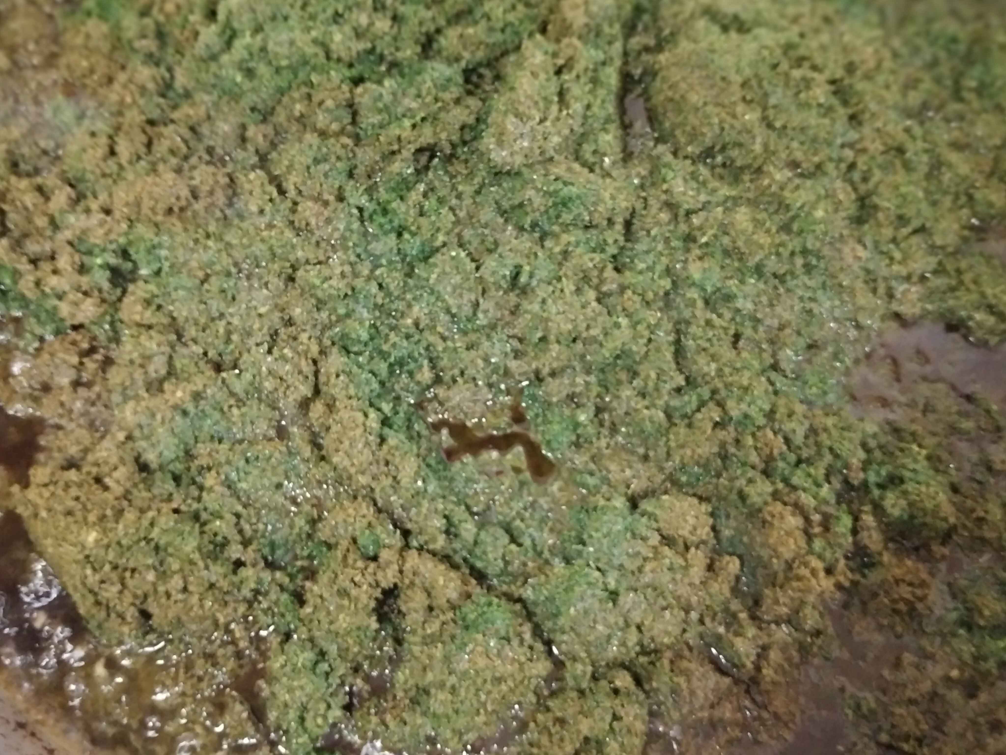 تصویر 2 از سبزی قورمه سرخ شده معطر