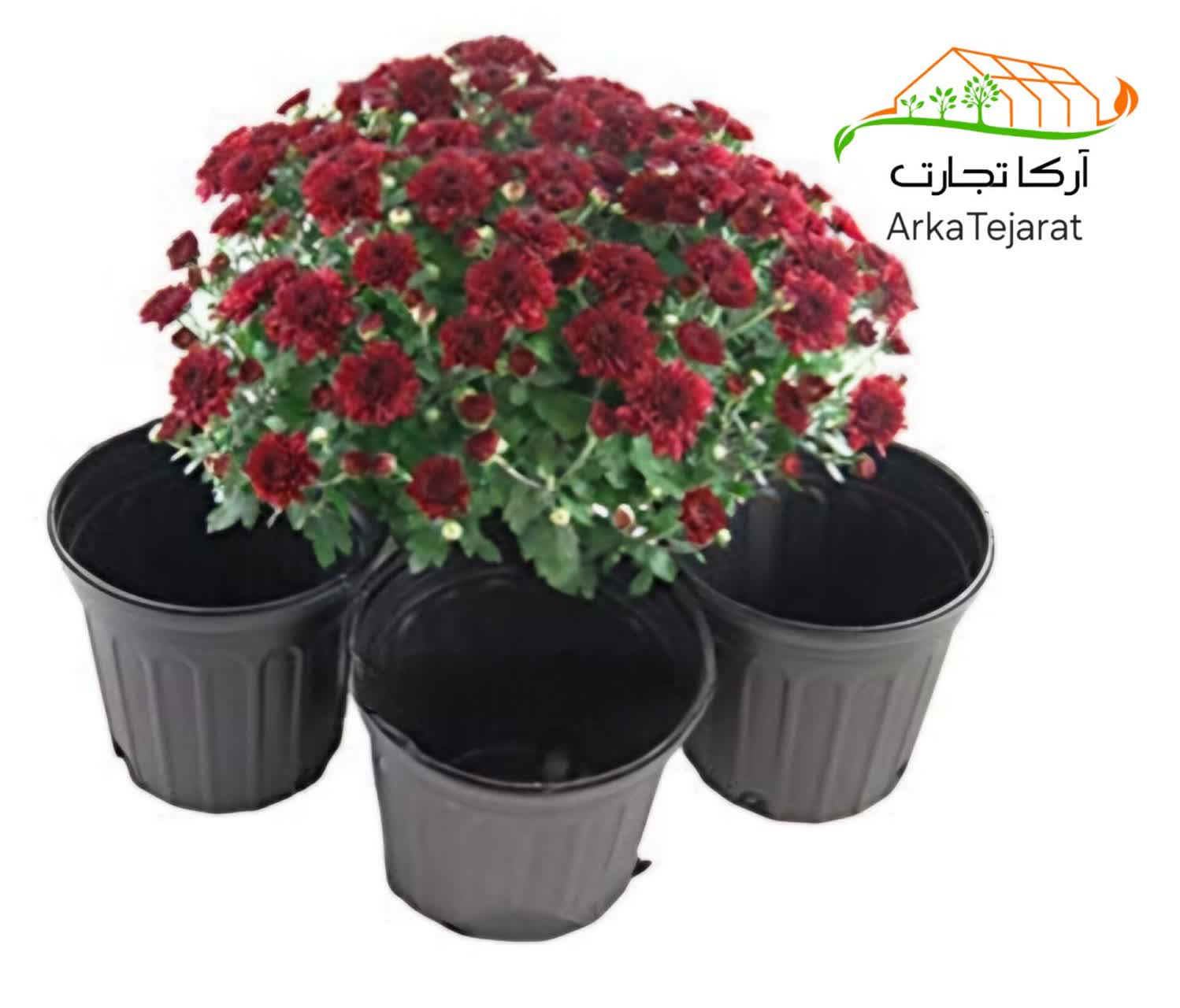 تصویر 2 از قیمت گلدان پلاستیکی مشکی سطل ۷ + خرید بدون واسطه