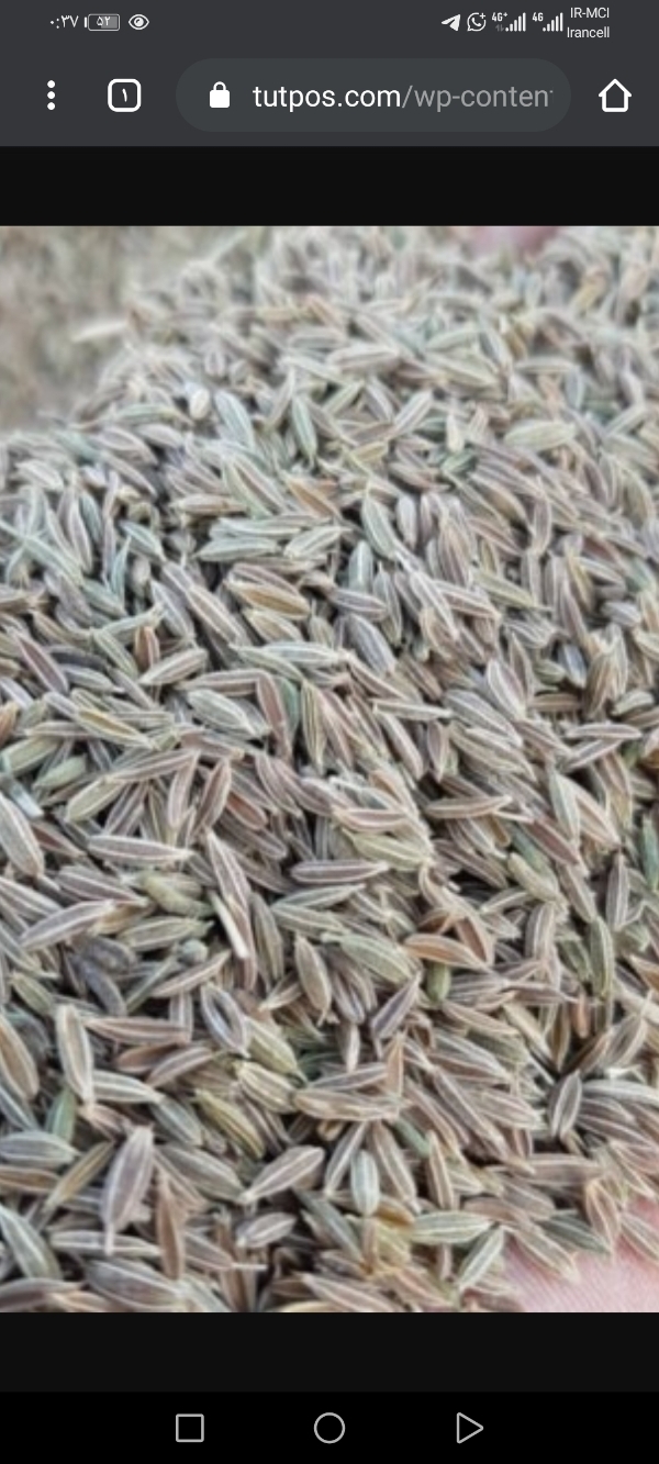 تصویر 1 از خرید زیره سبز بوجاری استاندارد