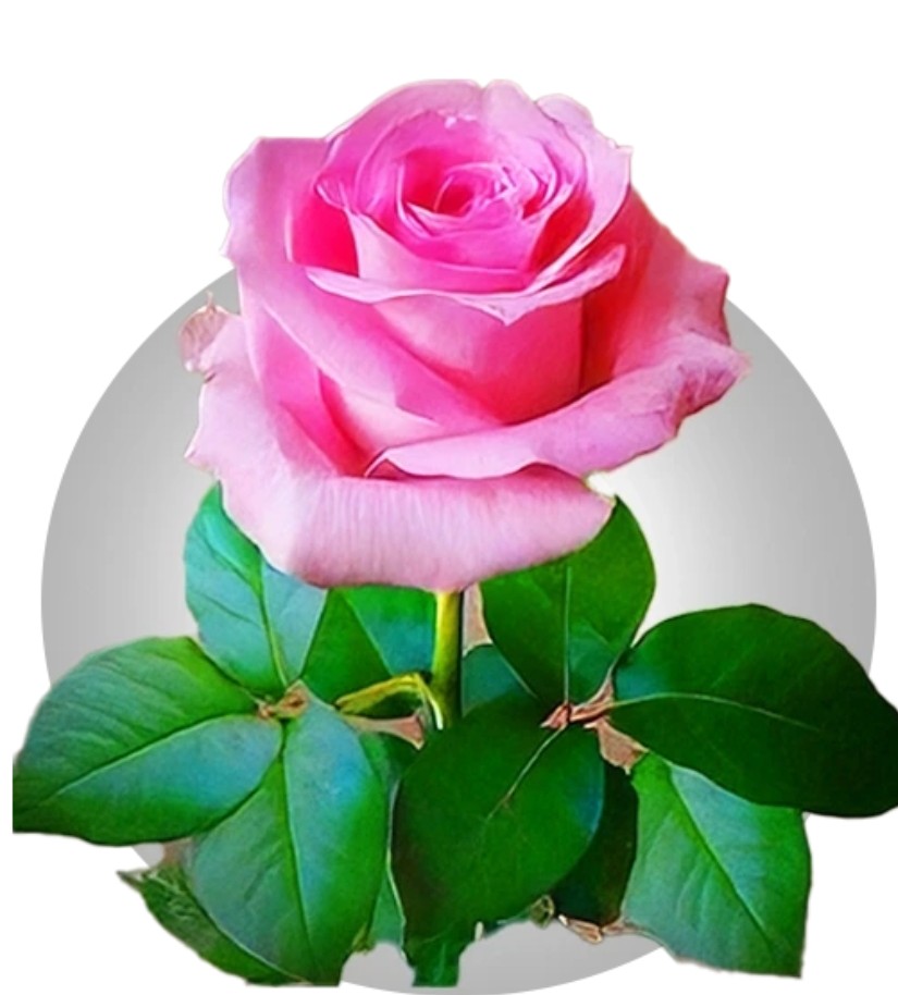 تصویر 2 از قیمت گلاب ممتاز دو آتیشه