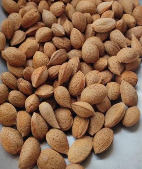 تصویر 1 از بادام مامایی استان فارس + قیمت عالی عمده