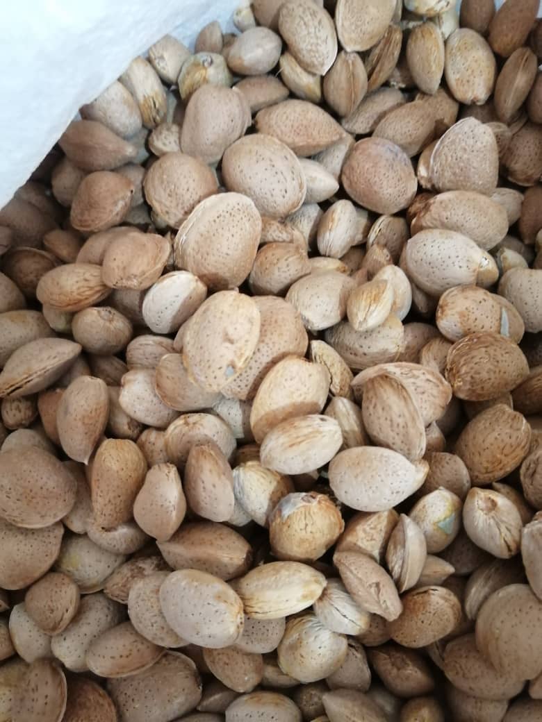تصویر 2 از بادام مامایی استان فارس + قیمت عالی عمده