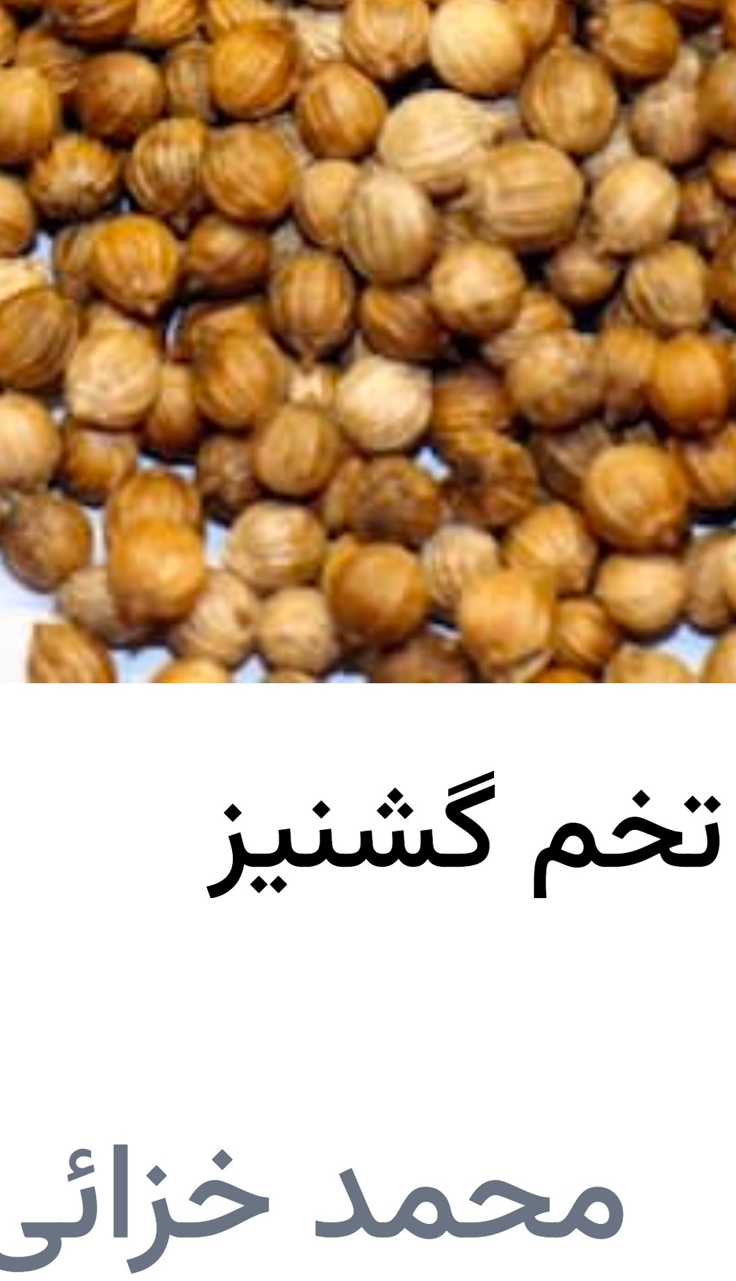 تصویر 2 از بذر گشنیز عمده از کشتزارهای نهاوند جهت فروش