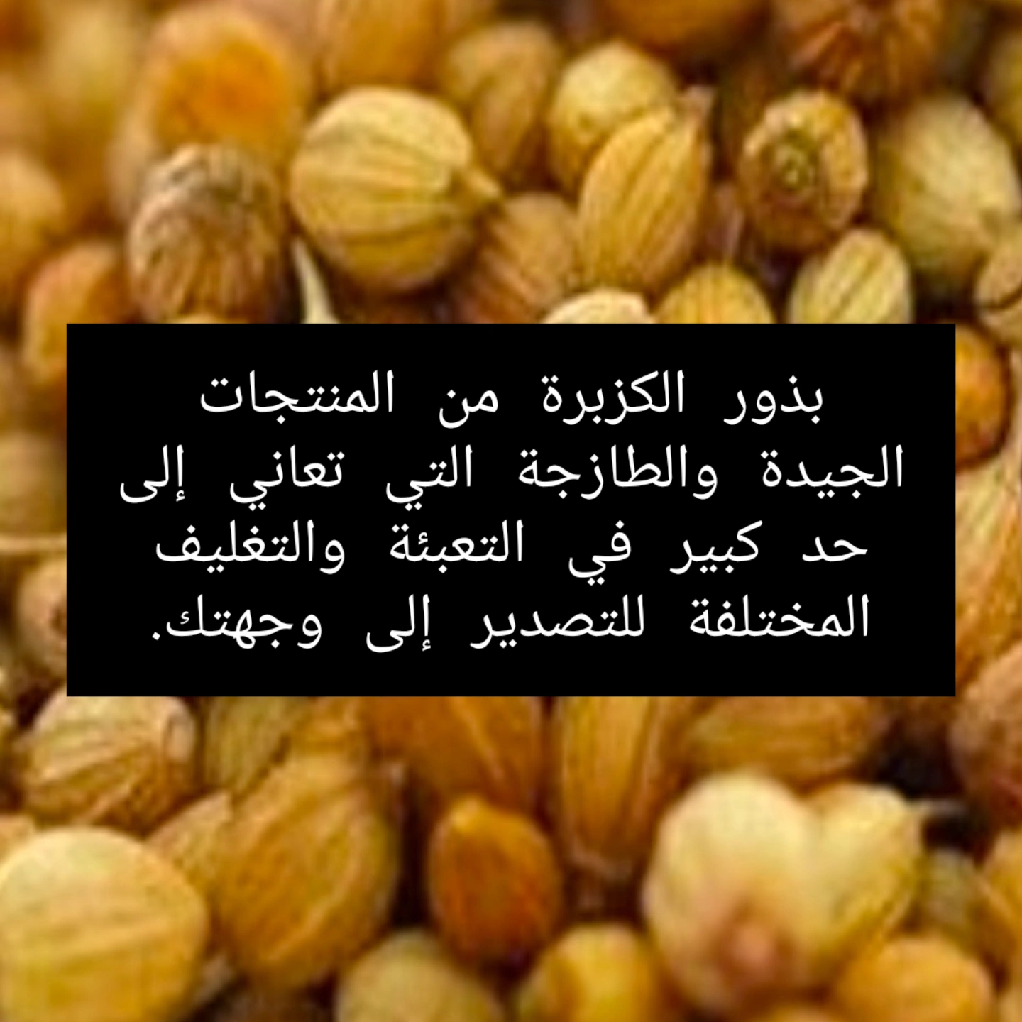 تصویر 1 از فروش تخم گشنیز اعلا صادراتی نهاوند + قیمت