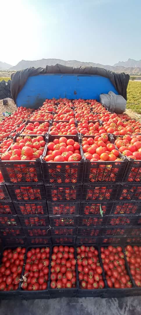 تصویر 2 از قیمت گوجه‌ فرنگی تازه + فروش عمده