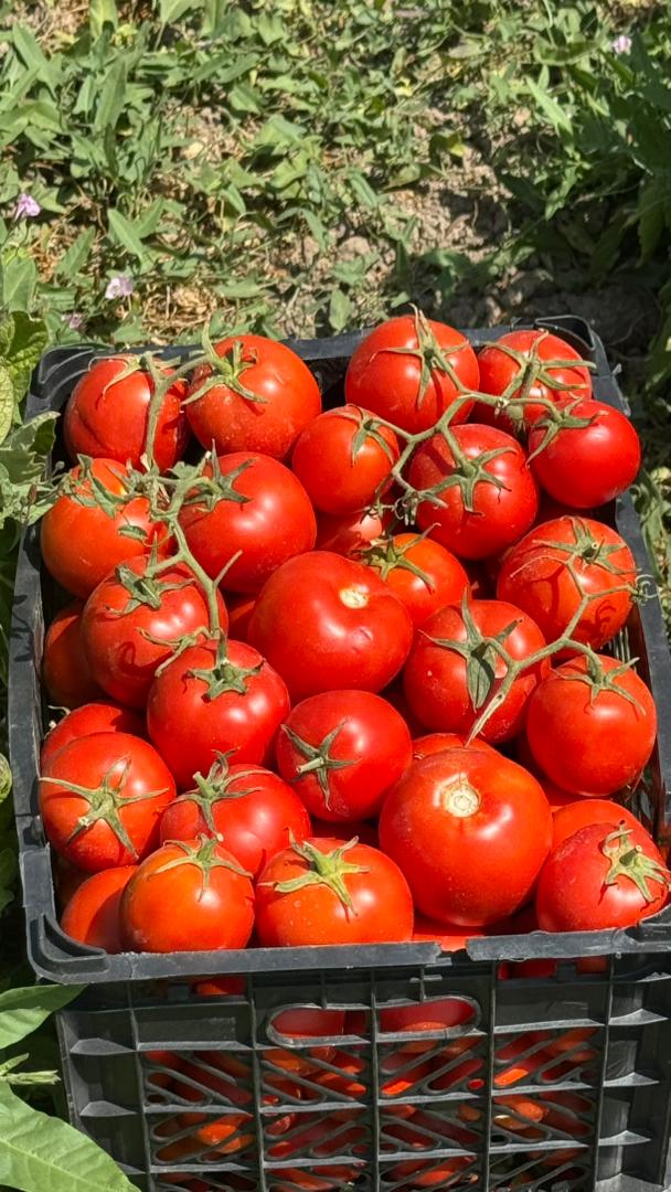 تصویر 1 از قیمت گوجه‌ فرنگی تازه + فروش عمده