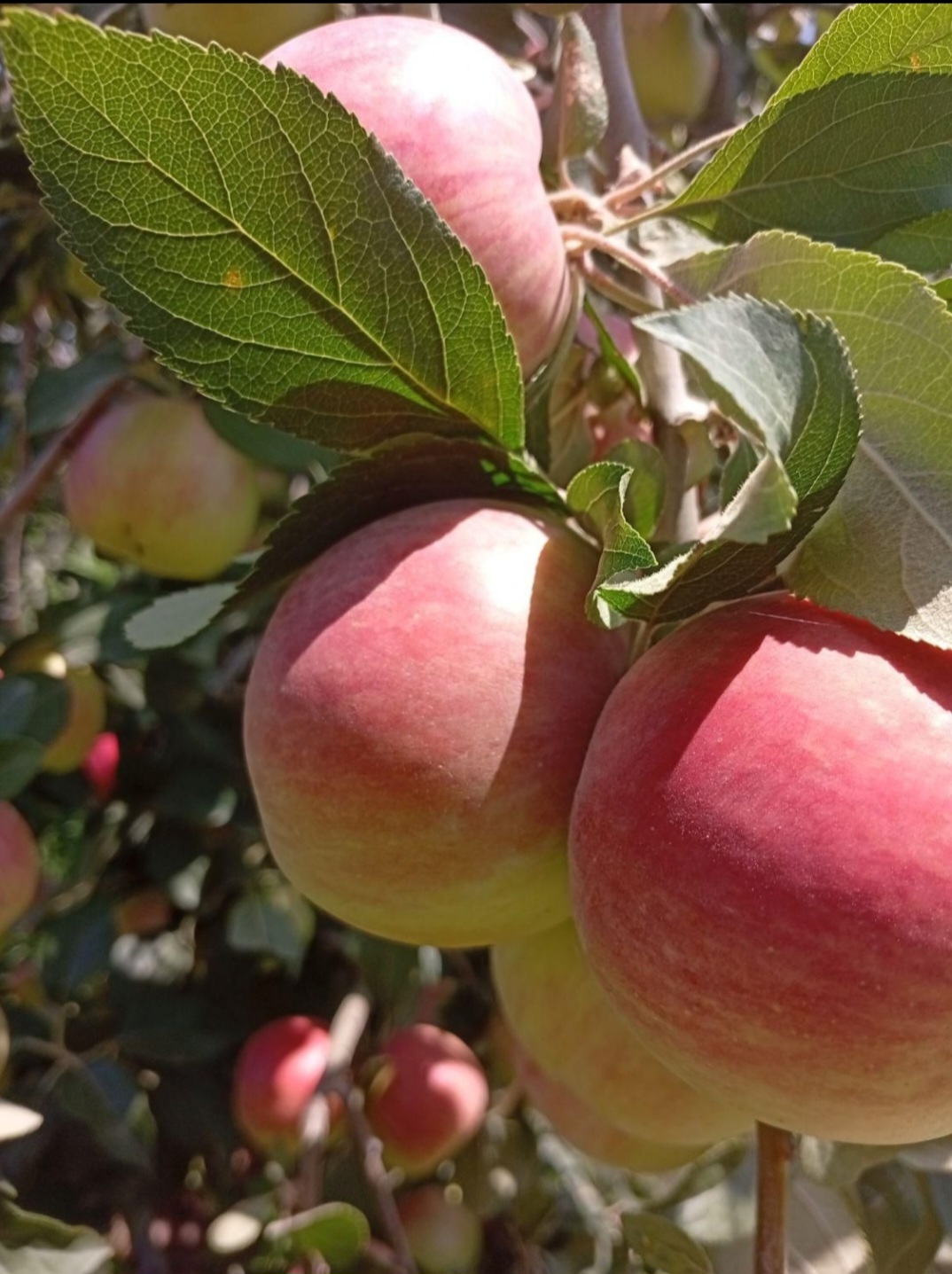 تصویر 4 از قیمت سیب زرد کهنز + عمده