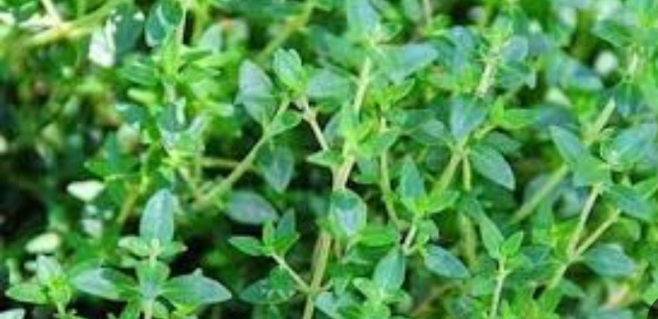 تصویر 1 از پونه کوهی خرید