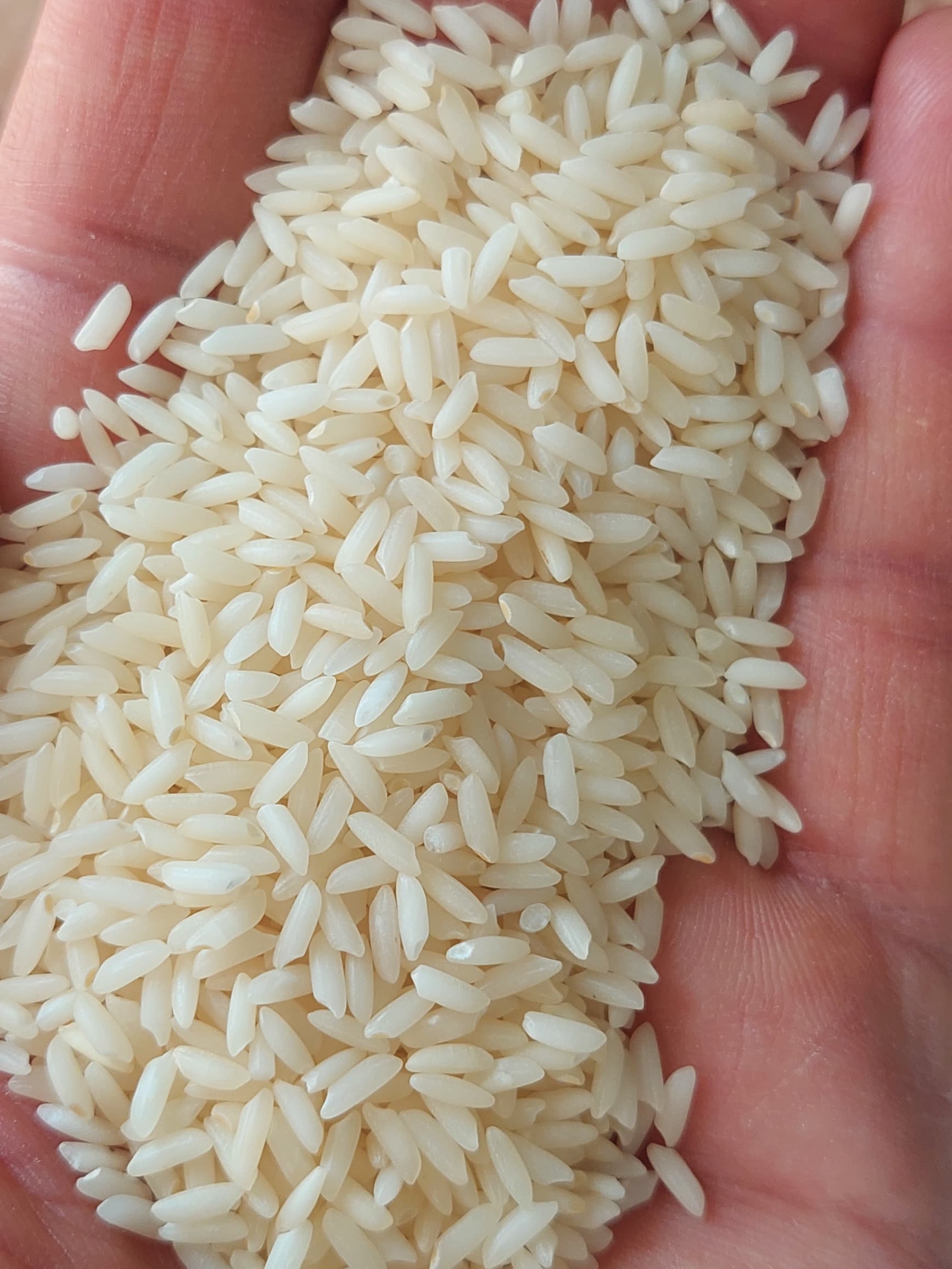 قیمت برنج سوناماسوری در بازار + خرید
