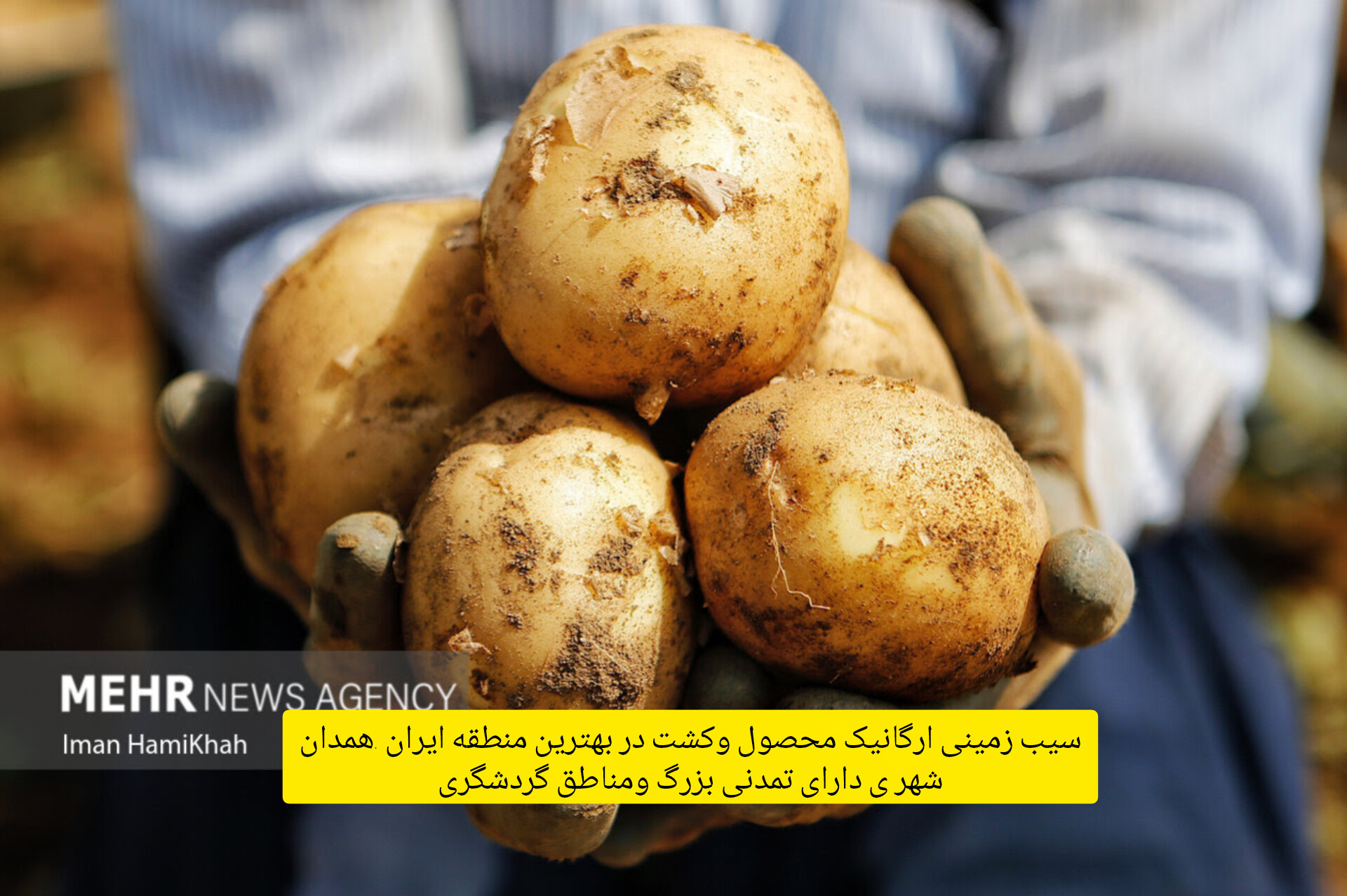 سیب زمینی اگریا همدان صادراتی